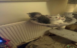Exotic cats for sale: Kitten - Image 1