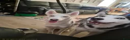 Siberian Husky dogs for sale: Need of new home, 2 husky girls - Advert 1