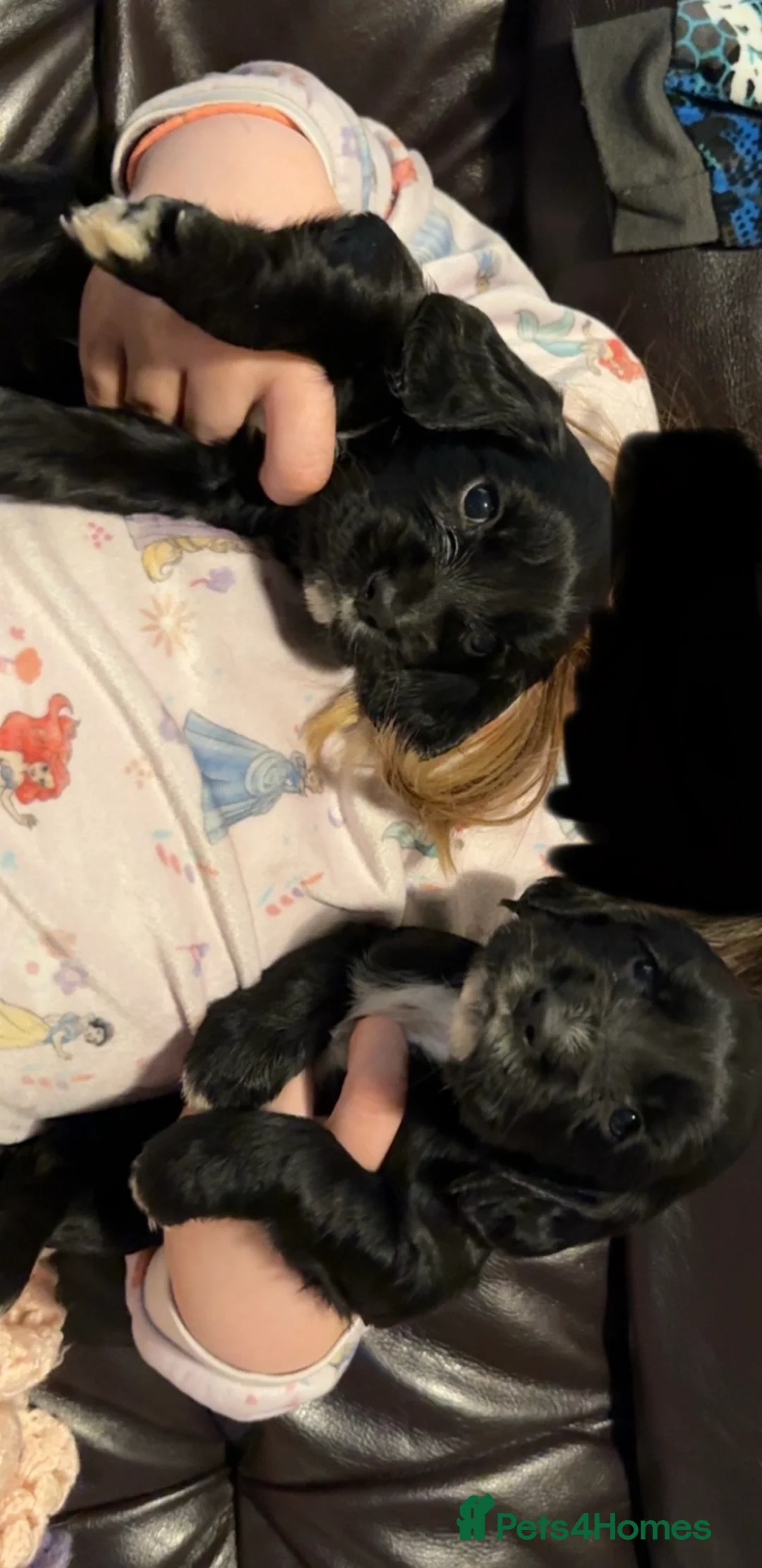 Sprocker dogs for sale: Sprocker puppies  - Advert 1