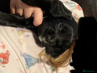 Sprocker dogs Sprocker puppies - Advert 1