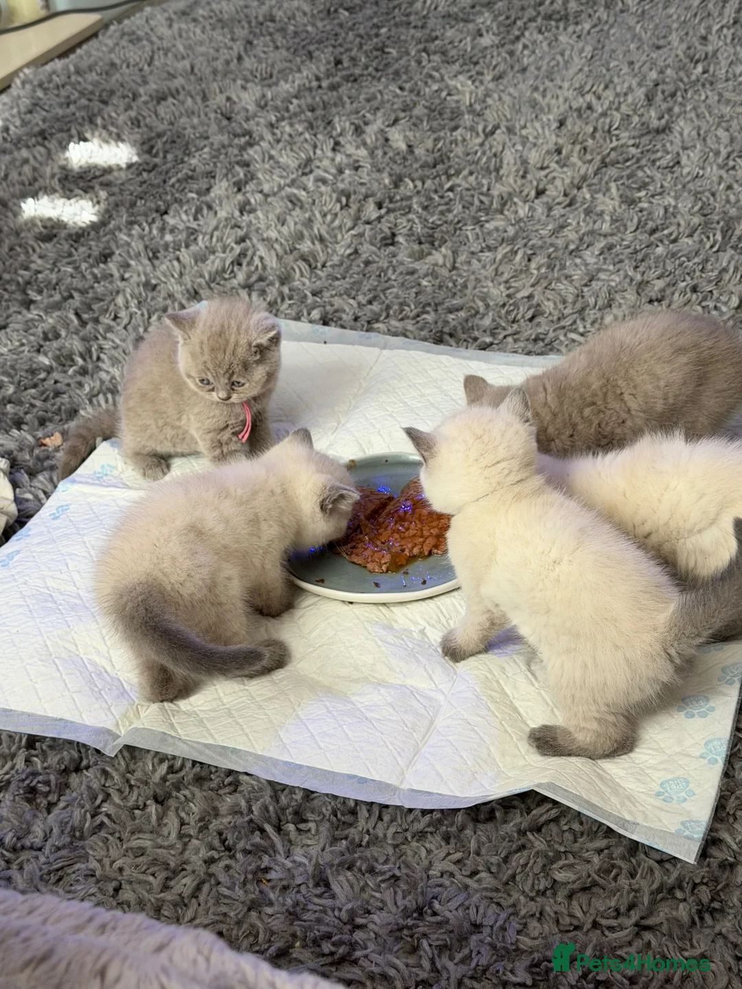 British Shorthair cats for sale: Beautiful British shorthair kittens - Advert 2