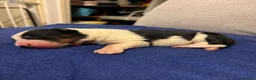 Border Collie dogs for sale: Health tested border collie puppies  - Advert 7