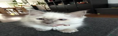 Ragdoll 1