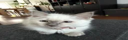 Ragdoll cats for sale: Pedigree Pure Ragdoll babies  - Advert 7