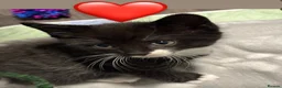 European cats for sale: Kittens  - Advert 11