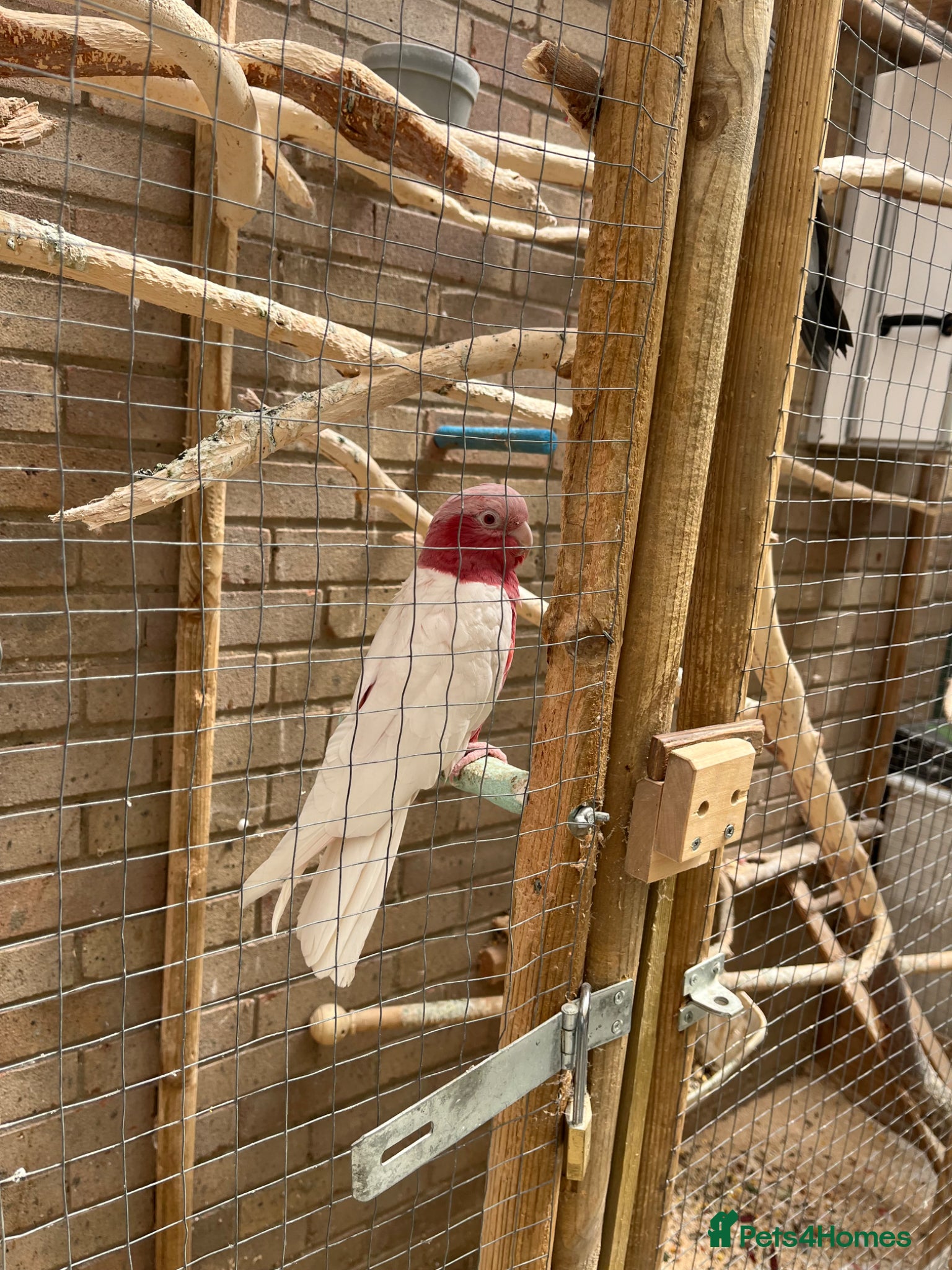Cockatoo birds for sale: Male & female Galah in Harwich - Advert 9