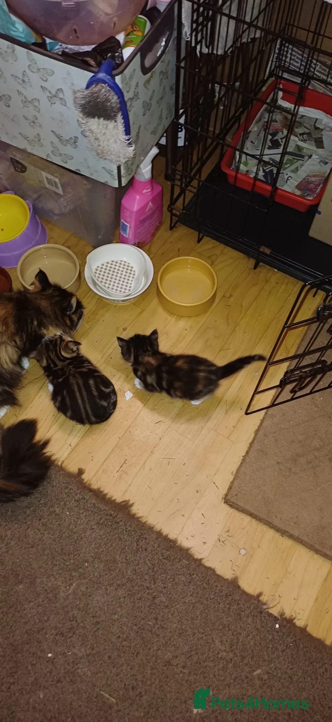 British Longhair cats for sale: Kittens  in Ilkeston - Advert 2