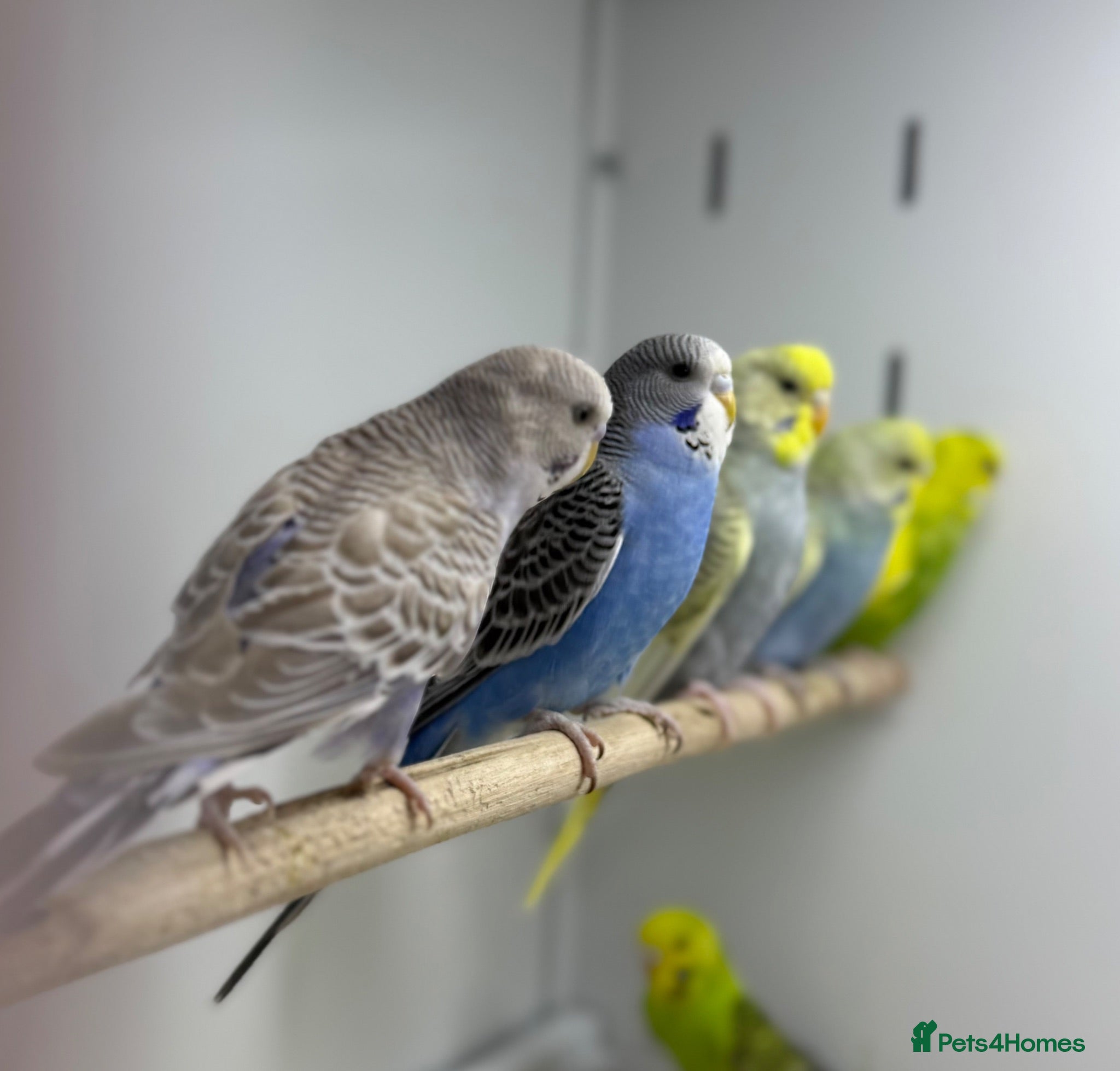 Budgerigars birds Budgies - Advert 3