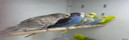 Budgerigars birds for sale: Budgies - Advert 1
