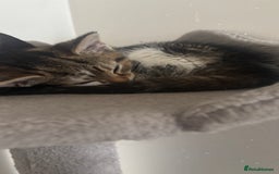 British Shorthair cats for sale: 2 baby girls for sale x - Image 1