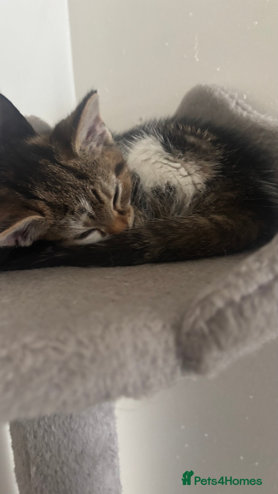 British Shorthair cats for sale: 2 baby girls for sale x - Image 1