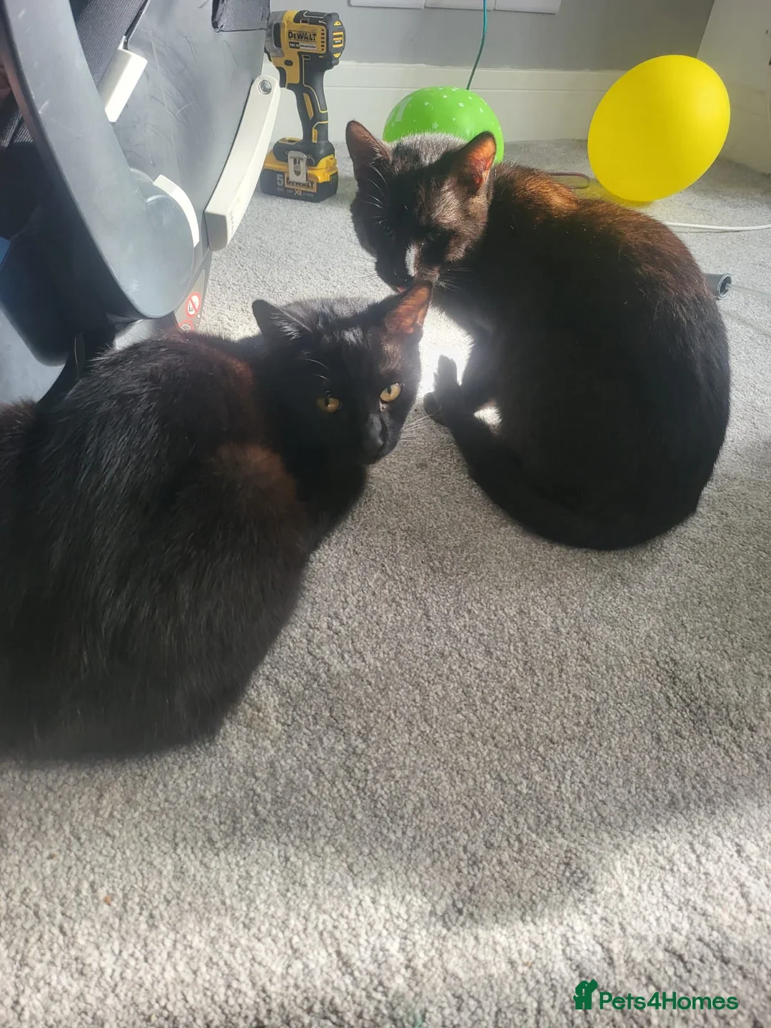 Mixed Breed cats for sale: 2 black cats  - Advert 3