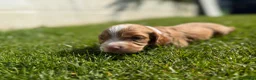 Cocker Spaniel dogs for sale: Gorgeous Cocker Spaniel puppies.  - Advert 5