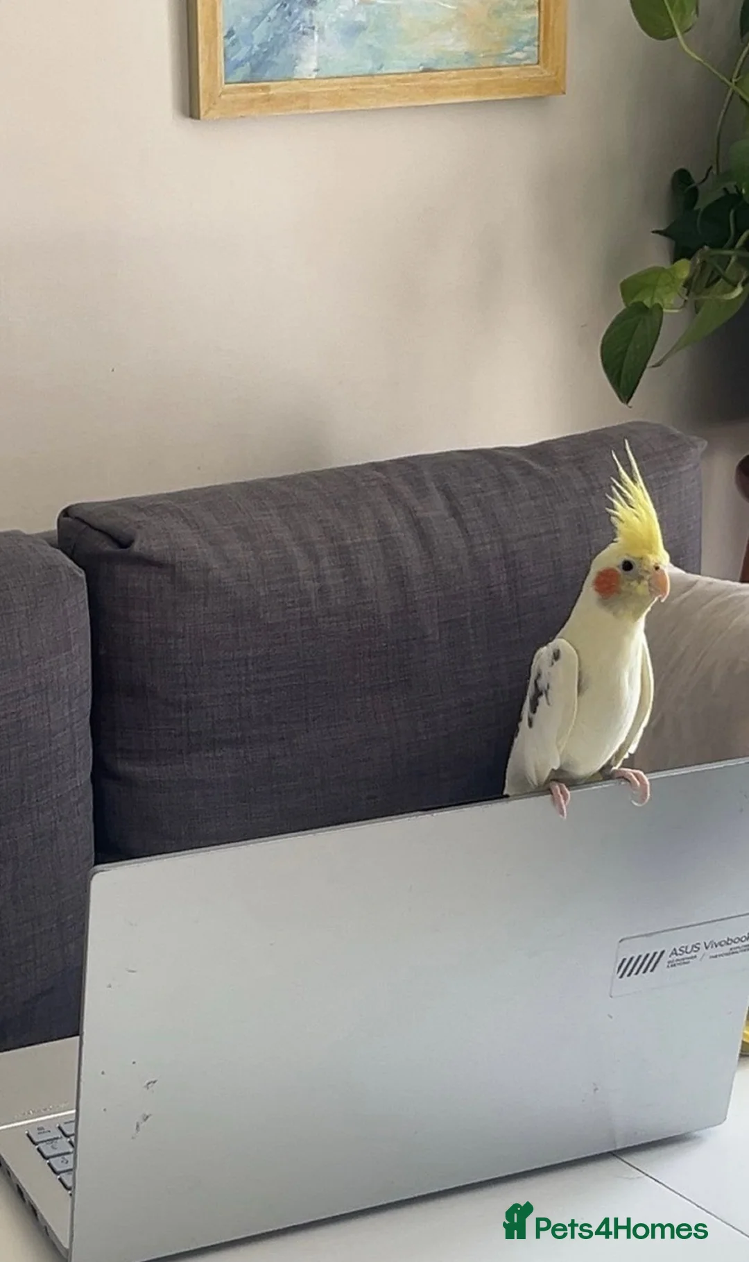 Cockatiels birds for sale: Two Lovely Cockatiels  in London - Advert 4