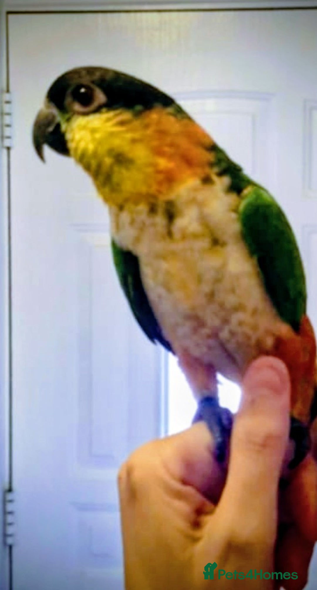 Parrots birds for sale: Caiques  - Image 10