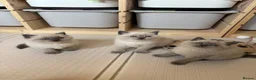Scottish Fold cats for sale: Scottish fold British shorthair kittens  - Advert 9