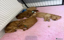 Goldendoodle dogs for sale: Stunning F2B Goldendoodles - Image 6