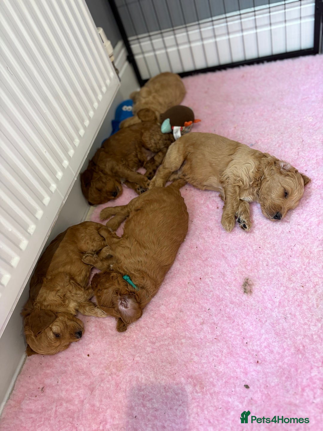 Goldendoodle dogs for sale: Stunning F2B Goldendoodles - Image 6