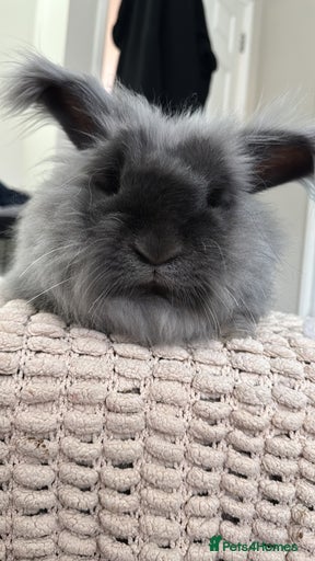 Gallery Image {{count}}