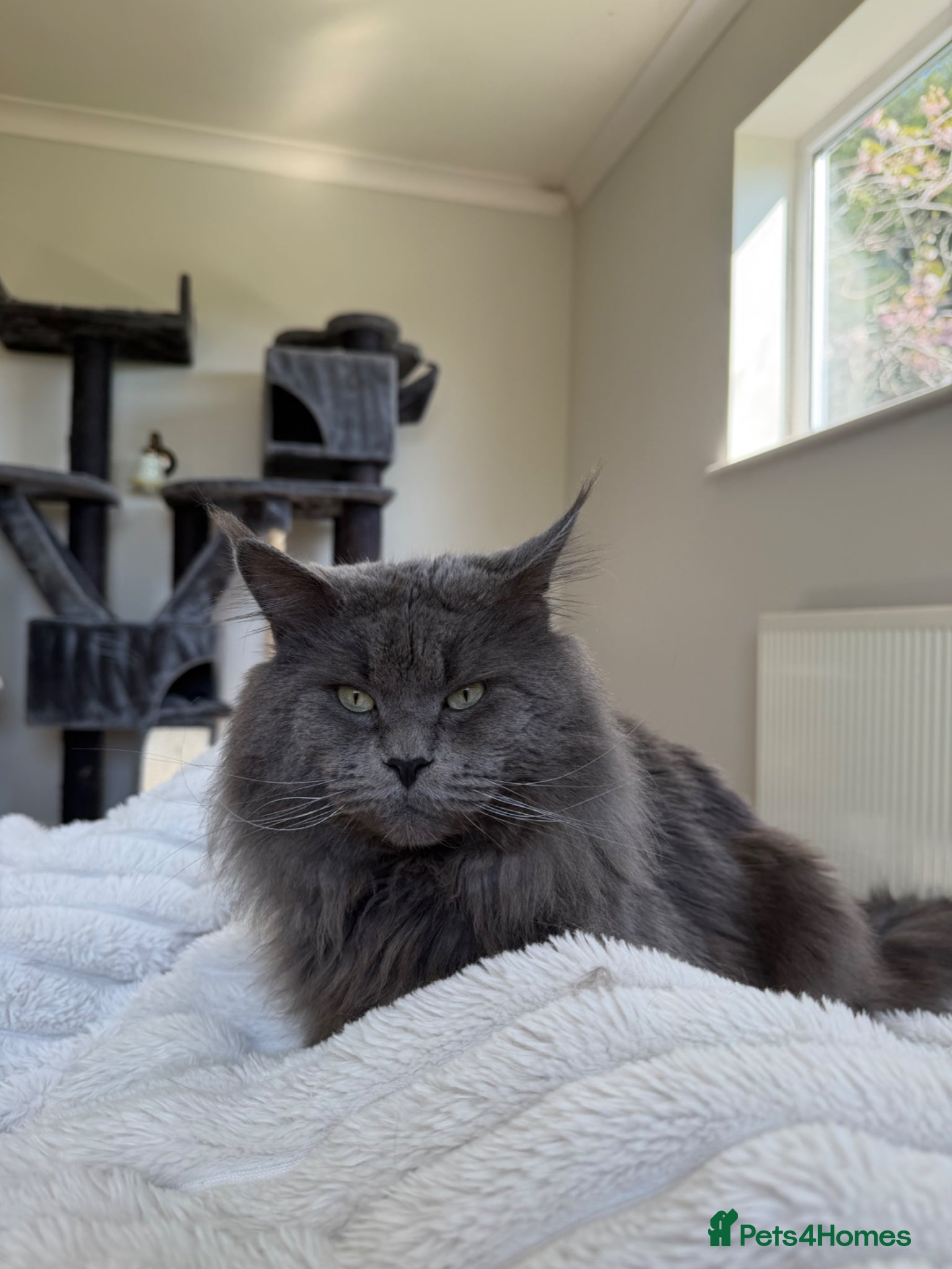 Maine Coon cats for stud: Proven Blue Maine Coon Stud - Advert 2