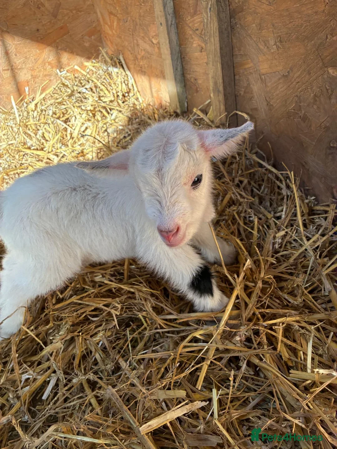 Goats livestock for sale: Pygmie Goats  - Advert 1