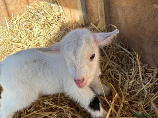 Goats livestock Pygmie Goats - Advert 3