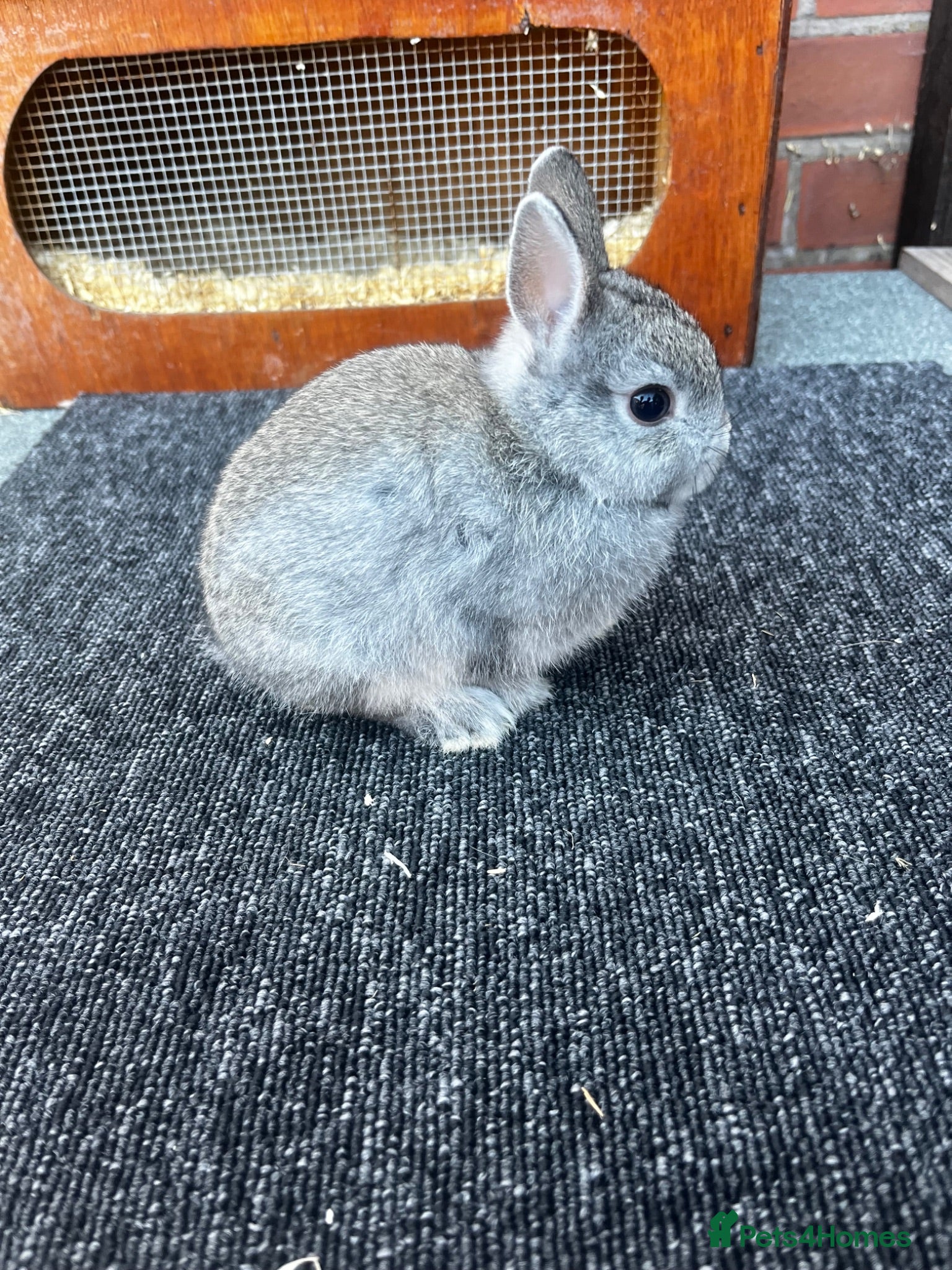 Netherland Dwarf rabbits Two beautiful netherland dwarfs  - Advert 16