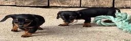 Miniature Dachshund dogs for sale: Miniature dachshunds - Advert 26