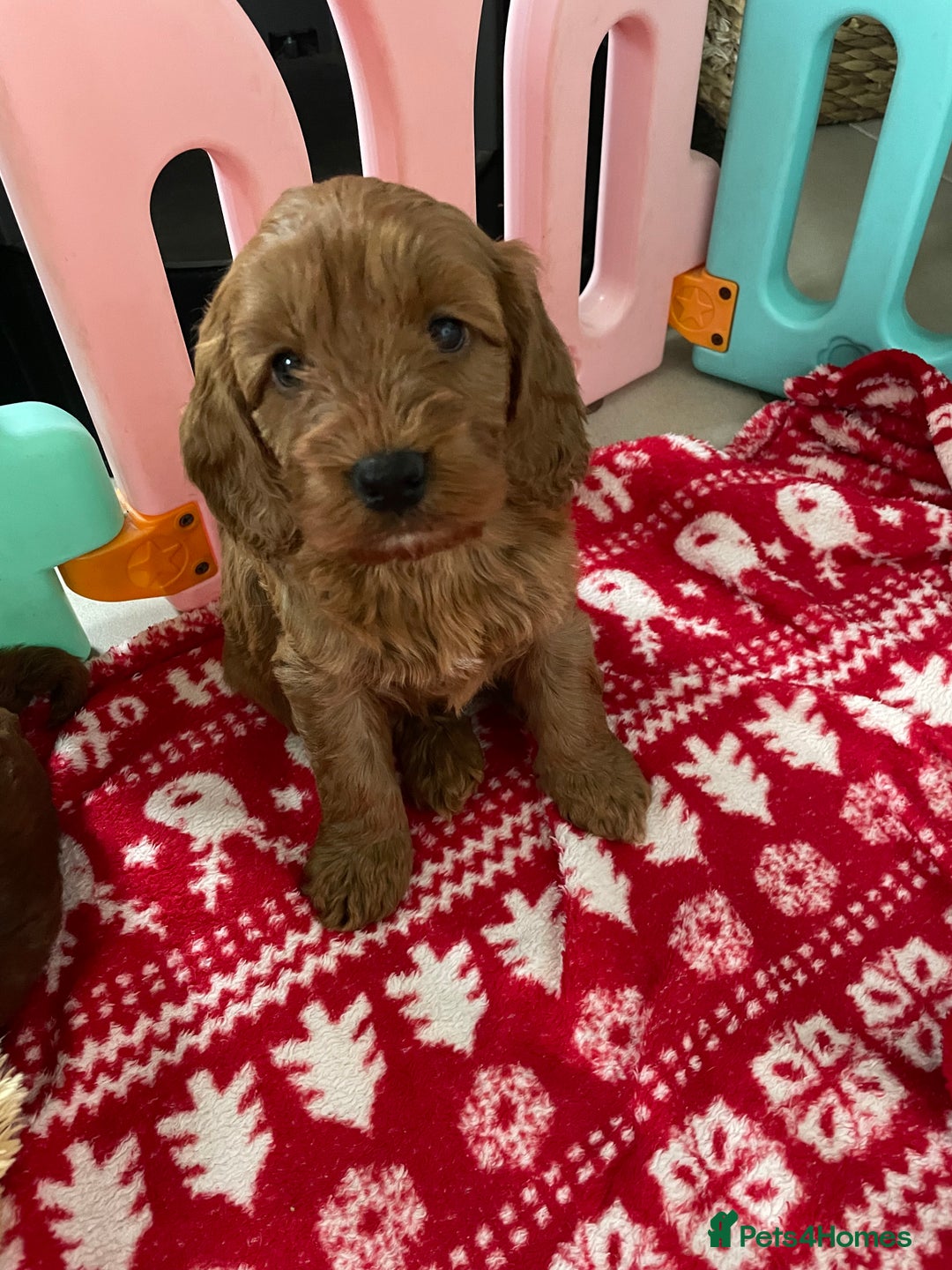 Cockapoo dogs for sale: F1 MINIATURE SHOWLINE COCKAPOO PUPPIES - Advert 4