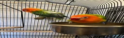 Lovebirds birds for sale: 2 lovebird pairs and cage for sale. in Brierley Hill - Advert 19