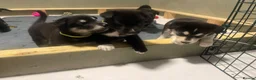 Mixed Breed dogs for sale: Stunning Shepherd Puppies Parents Can Be Seen - Advert 23