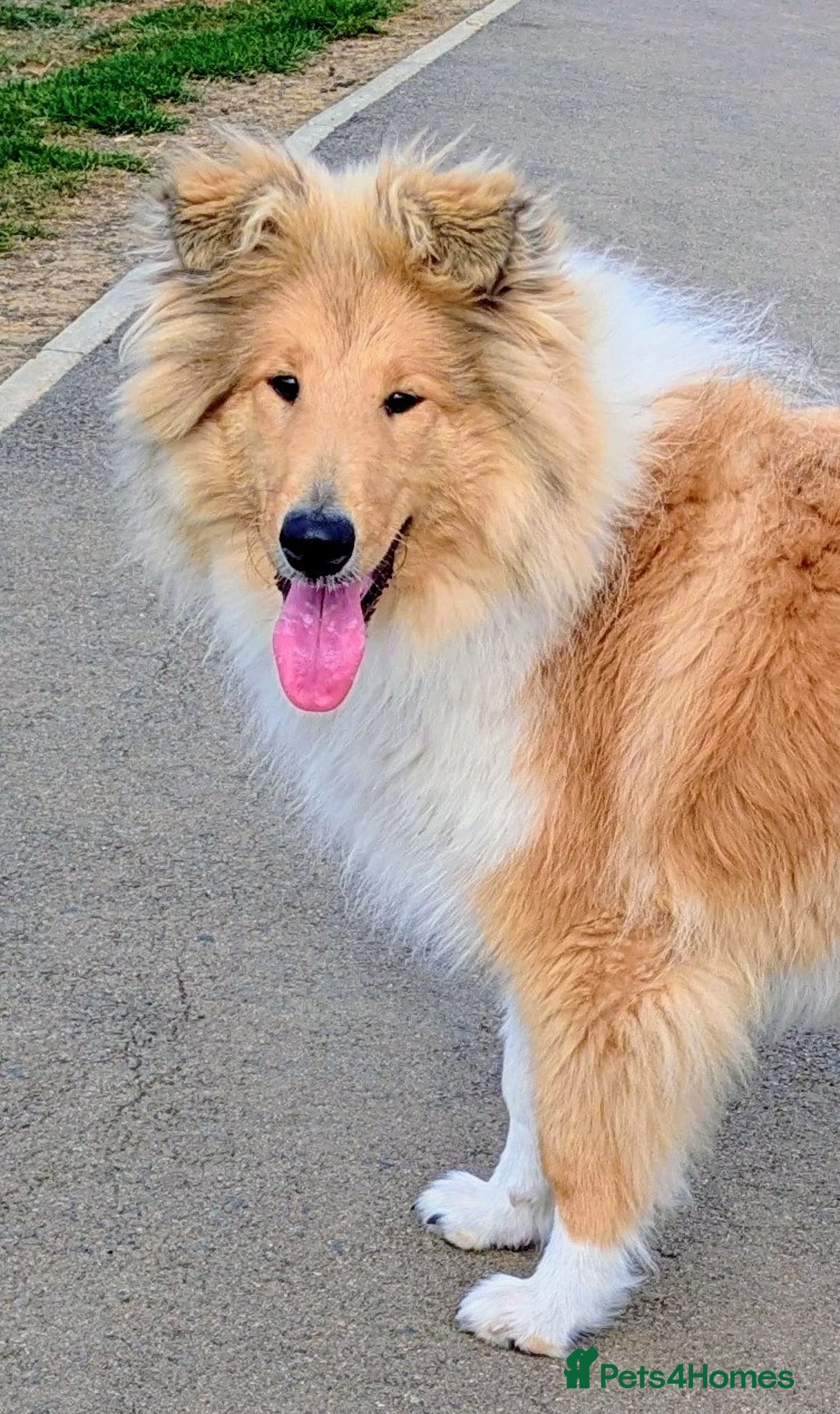 Rough Collie dogs for sale: CARRISTINA ROUGH COLLIES - Advert 2