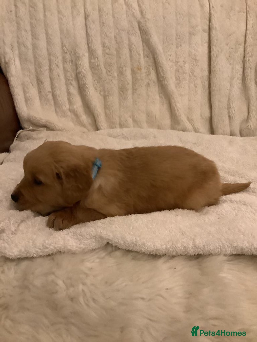 Golden Retriever dogs for sale: KC registered dark red golden retrievers - Advert 9