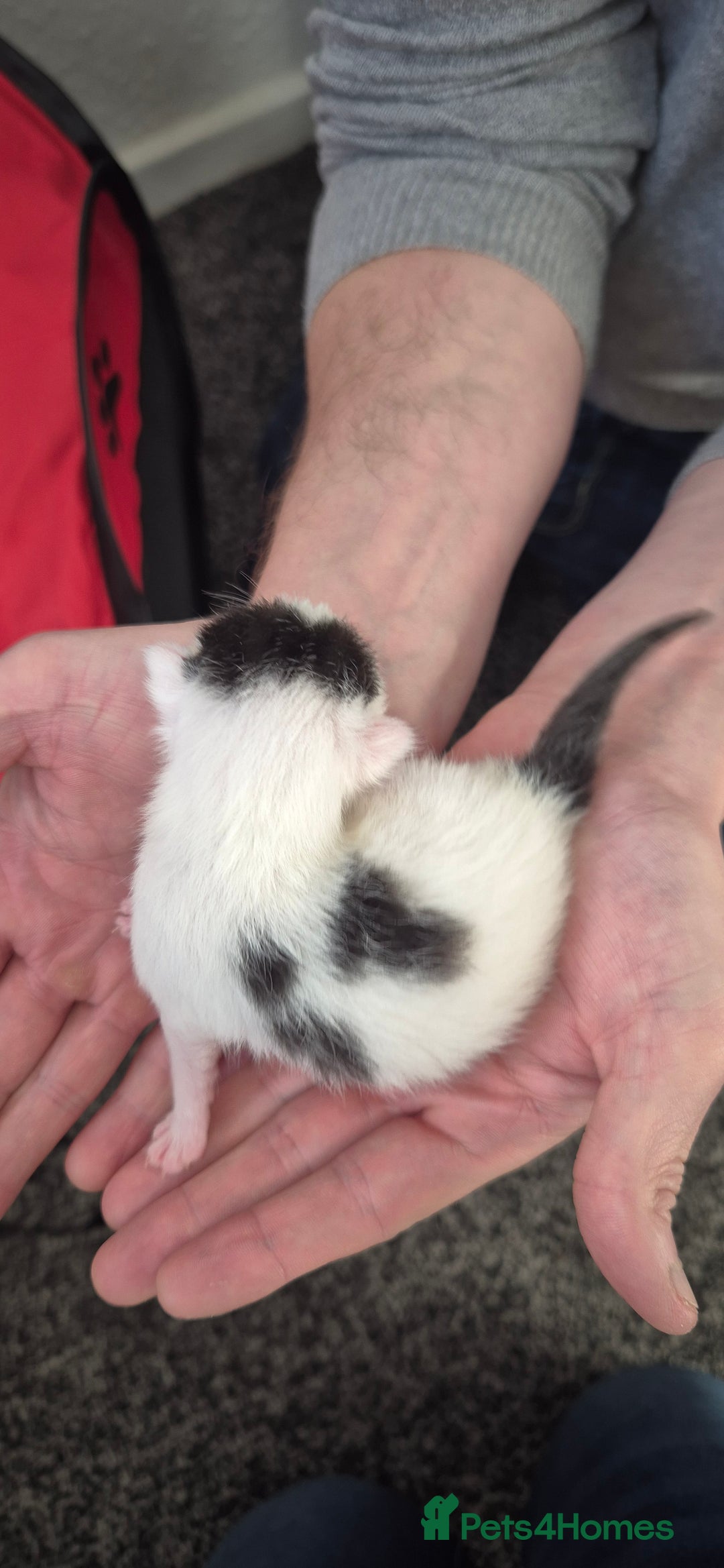 Mixed Breed cats for sale: Kittens for sale - Image 17