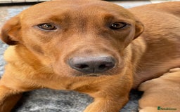 Labrador Retriever dogs for sale: Fox Red Labrador Pups For Sale - Image 8