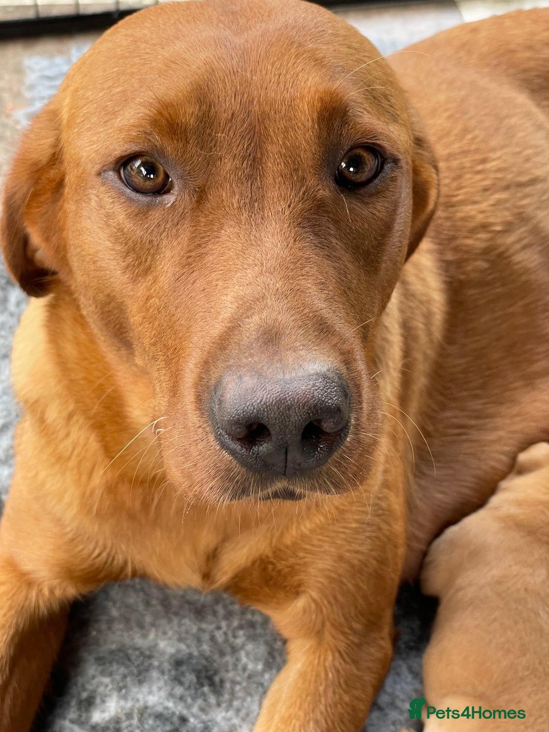 Labrador Retriever dogs for sale: Fox Red Labrador Pups For Sale - Image 8