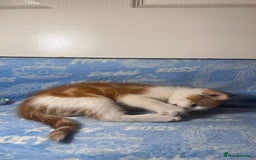 Mixed Breed cats for sale: 3 Lovely Kittens - Image 7