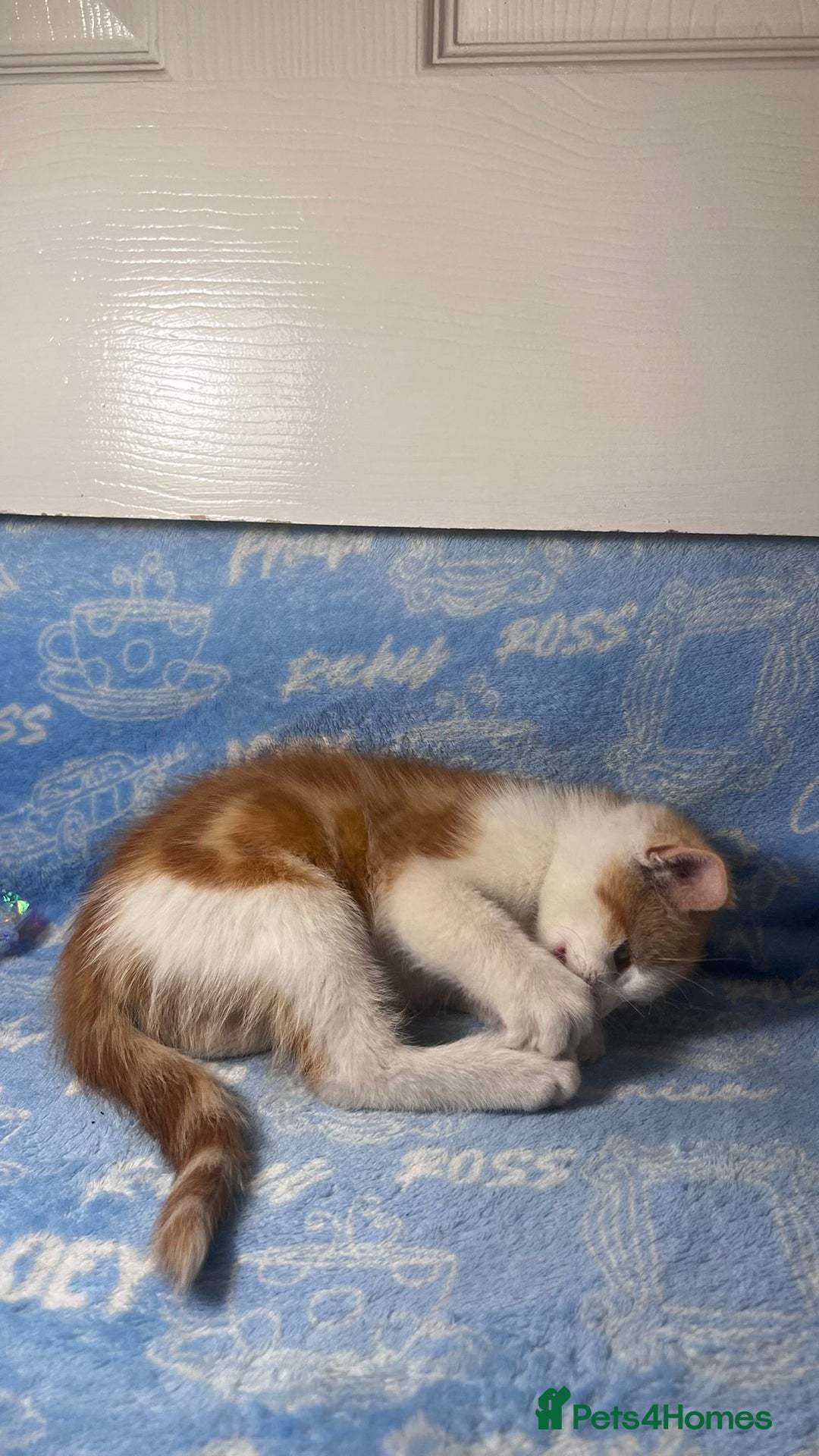 Mixed Breed cats for sale: 3 Lovely Kittens - Image 7