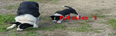 Border Collie 1
