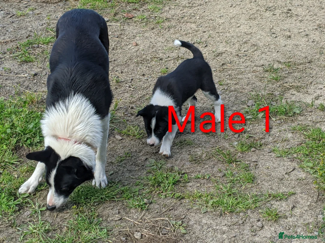 Border Collie dogs for sale: Isds border collie pups for sale in Keith - Advert 2