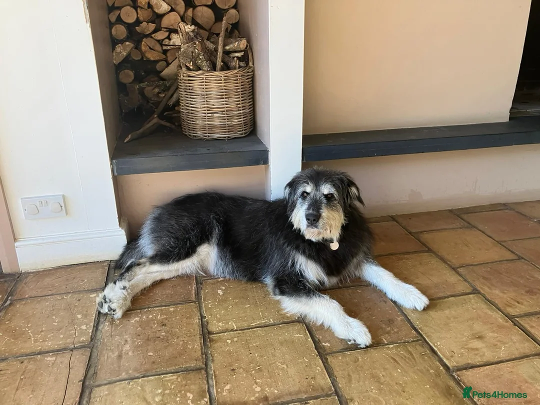 Mixed Breed dogs for sale: Loyalty Found: Adopt Luna the Shepherd Mix  - Advert 5