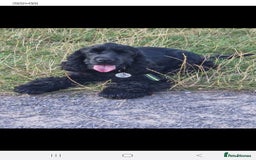 Cocker Spaniel dogs for sale: Stunning Show Quality Health Tested parents - Image 2