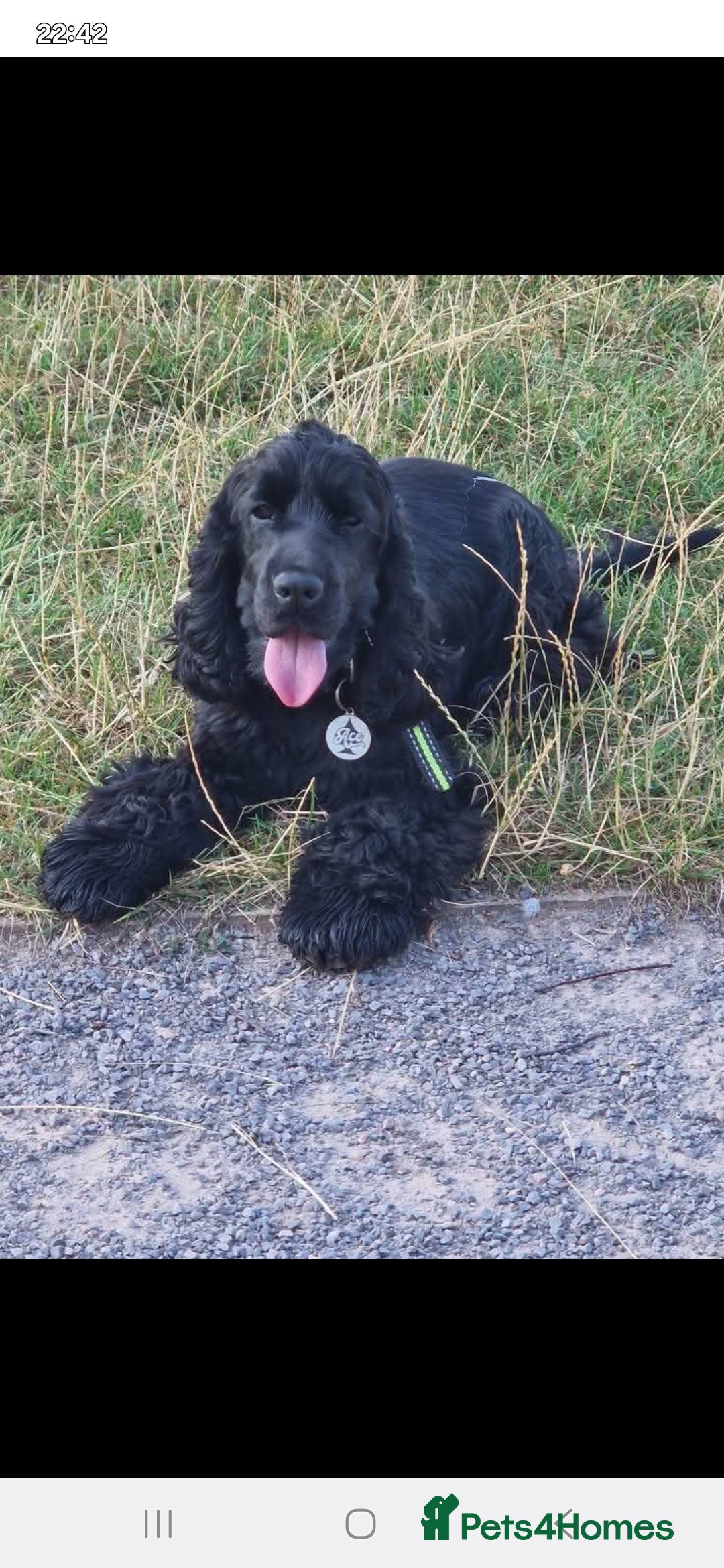 Cocker Spaniel dogs for sale: Stunning Show Quality Health Tested parents - Image 2