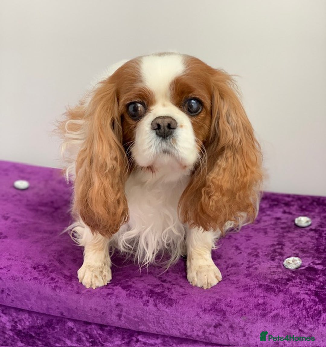Cavalier King Charles Spaniel dogs for sale: Beautiful ADULT FEMALE CKCS - Image 4
