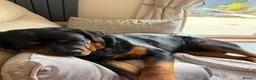 Rottweiler dogs for sale: KC Reg 10 month Rottweiler Gorgeous Boy in Leeds - Advert 6