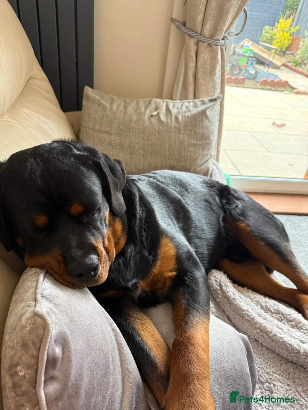 Rottweiler dogs for sale: KC Reg 10 month Rottweiler Gorgeous Boy in Leeds - Advert 6