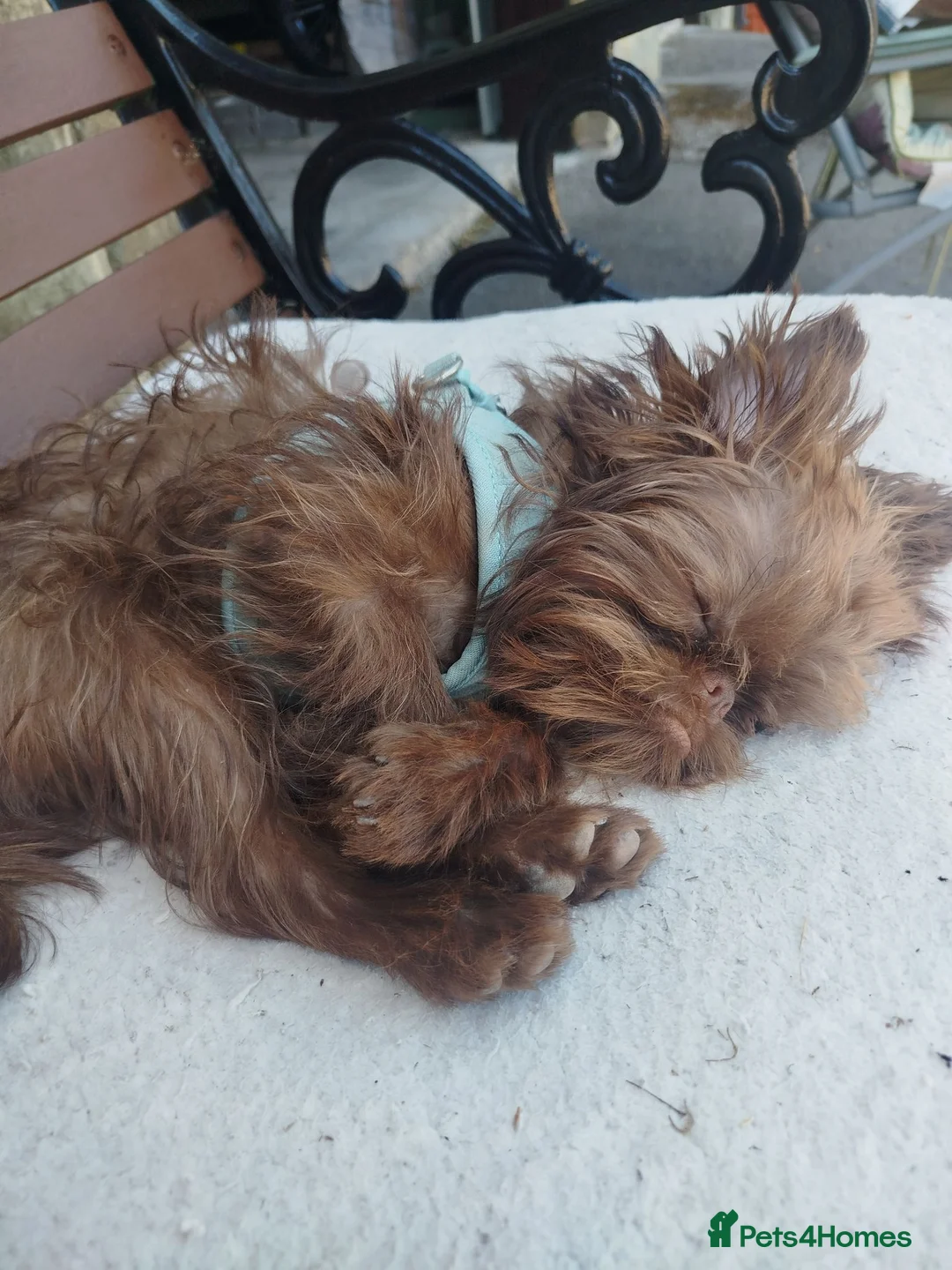 Griffon Bruxellois dogs for sale: Chocolate male - Advert 1