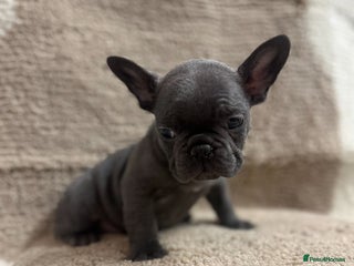 French Bulldog dogs 4 Beautiful Girl Frenchie's price negotiable - Advert 4