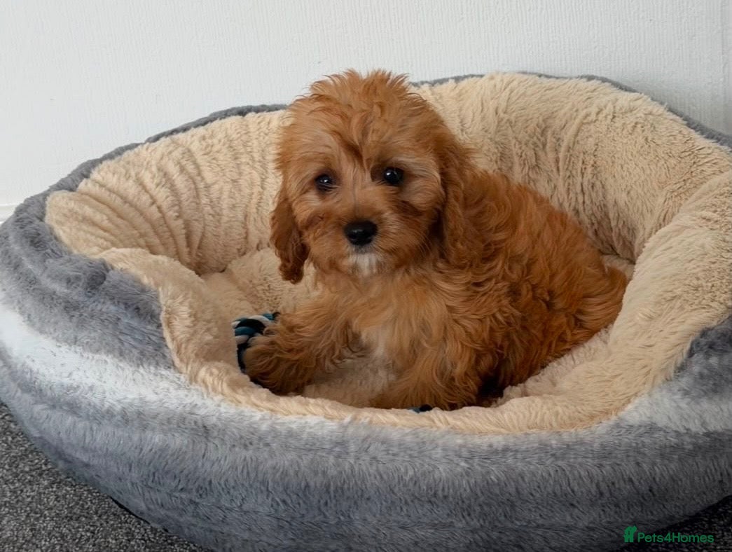 Cavapoo dogs Only 1 boy 💙 1 girl 🩷 remaining !  - Advert 2