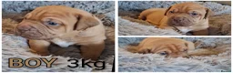 Mixed Breed dogs for sale: Muscle mastiff puppies  in Galashiels - Advert 4